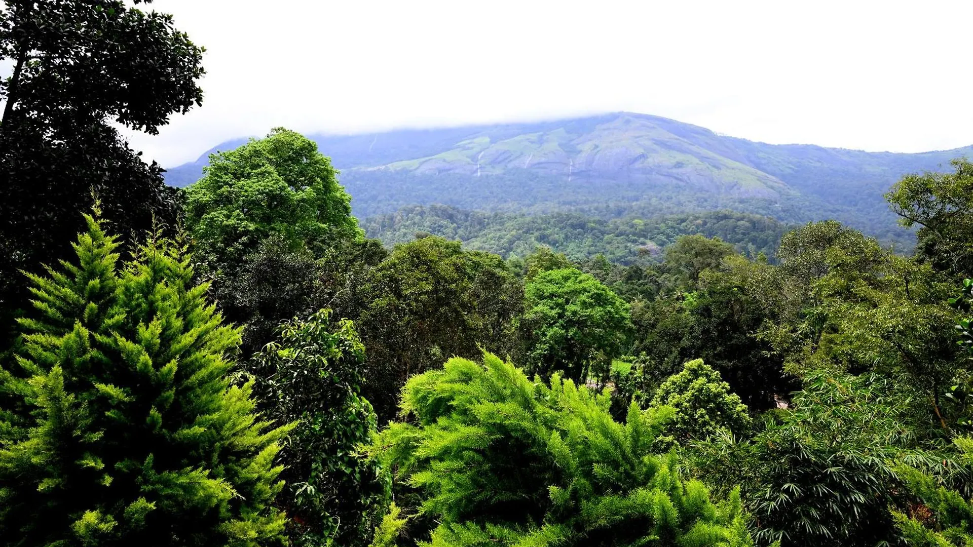 Resort Spring Muunnar, Munnar Hotel